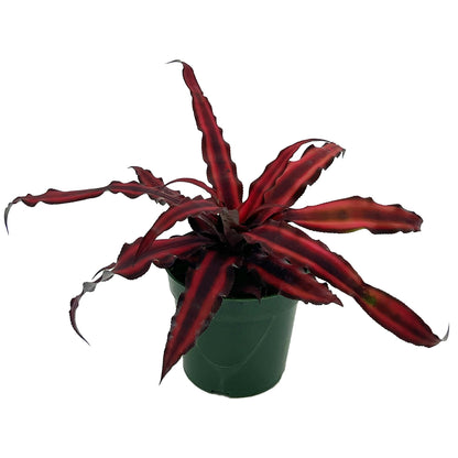 ragnaroc Live Plants – Cryptanthus ‘Red Star‘, 4-8" in 4" Pot - 1ct - Live Arrival Guaranteed - Succulents and House Plants for Home Decor & Gift