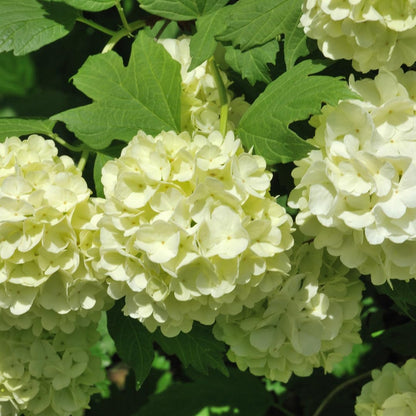 Old Snowball Viburnum Bush Plant Live, White Viburnum Bush Plants, 8 to 12 Inch Tall for Planting