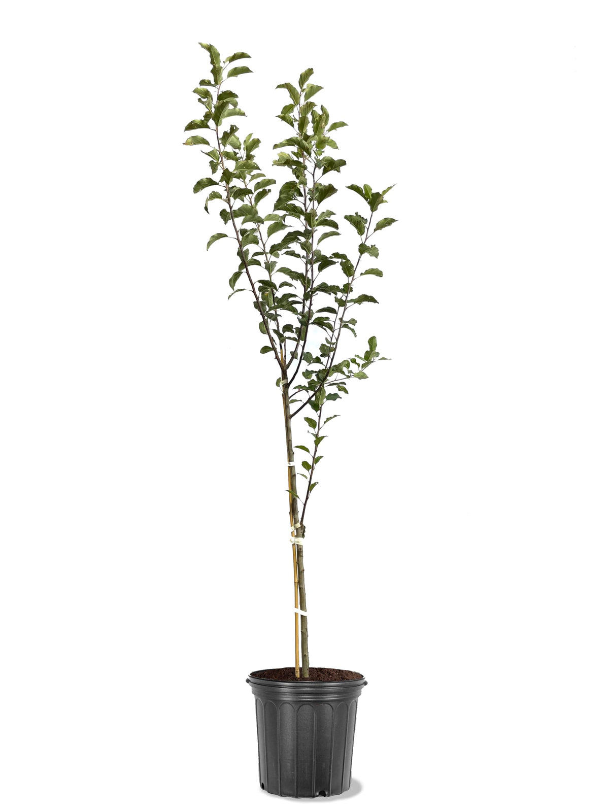 American Plant Exchange Apple Tree 'Semi Dwarf Pink Lady' – Live Fruit-Bearing Plant, 5-Gallon Pot, Cold-Hardy, for Home Orchards, Backyard Gardens & Edible Landscapes