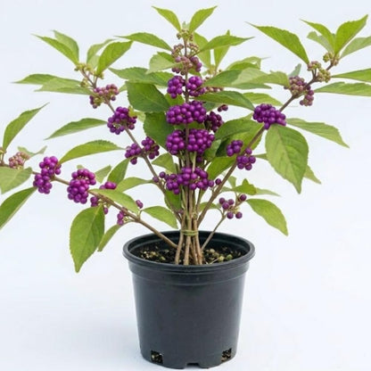 American Beautyberry Plant Live, Hardy Purple Beautyberry Live Plant, Flower Bush Shrub Berry Plants, 4 Inc Pot, Home Gardening