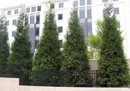 50 Thuja Green Giant Arborvitae Trees/Shrubs - 6-12" Tall Live Plants - Fast Growing Privacy Evergreen Hedges/Bushes - 2.5" Pots - (50 Pack)
