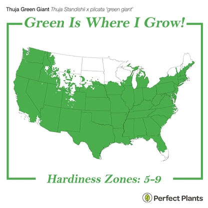 Perfect Plants Thuja Green Giant Plant 18-Pack | Large Evergreen Arborvitae Liner | Privacy Landscaping Kit in a Box