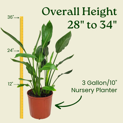 Tropical Plants of Florida Bird of Paradise Live Plant Orange Flower with Heat Pack - 3 Gallon 30 to 36 Inch Tall Indoor Outdoor Tropical Foliage Plant