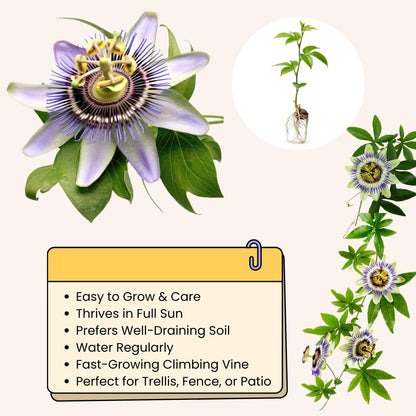 Purple Passion Flower Vine Plant | Live Passiflora Starter Plant | 4 to 8 Inch Tall | Well-Rooted for Home & Garden