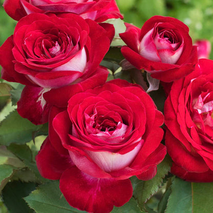 BRECK'S - Love at First Sight Dormant Bare Root Hybrid Tea Rose, Includes one Plant per Order