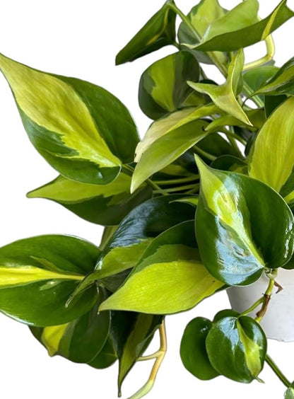 Hopewind Plnats Shop - Philodendron hederaceum Brasil, Rare Variety, Live Indoor Plant, 4 inch Pot