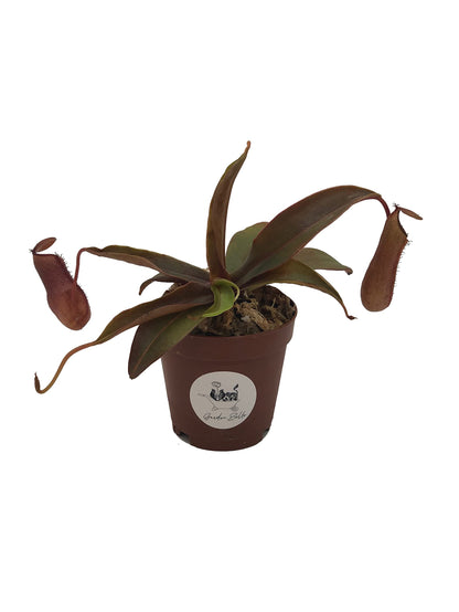 Set of 3 Nepenthes Carnivorous Pitcher Plants in 2” Pot (Briggsiana, Rebecca Soper, and Ventricosa X Ampullaria 'Black Miracle')