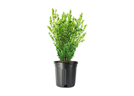 Wintergreen Boxwood | 2 Extra Large Trade 3 Gallon Plants | Dense, Evergreen Shrub, Ideal for Decorative Hedges, Topiary Art & Landscape Borders, Cold Hardy & Drought Tolerant