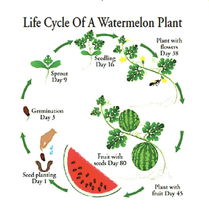 Jubilee Heirloom Watermelon Seeds
