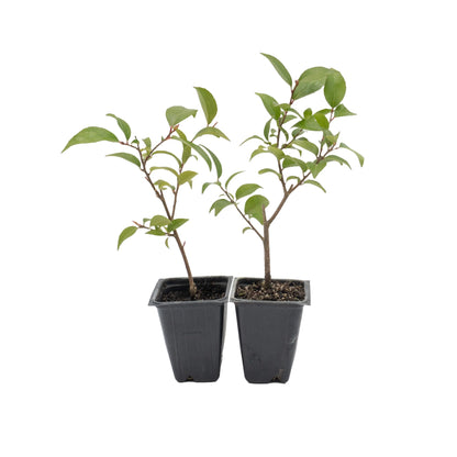 2 Xylosma Congestum, Live Plants – Shiny Xylosma in 2.5” Nursery Cubes – Fast-Growing, Low-Maintenance Evergreen Shrub for Hedges & Landscaping