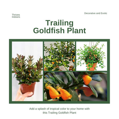 Trailing Goldfish Plant Live Potted 4 Inc, Tropical Goldfish Plant for Hanging Basket, Houseplant Indoor Live Plant