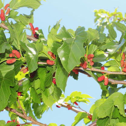 Mulberry Tree Live Plant, Mulberry Plant Seedlings from 6 to 8 Inch Tall, Sweet and Edible Mulberries for Patio and Garden (Red)