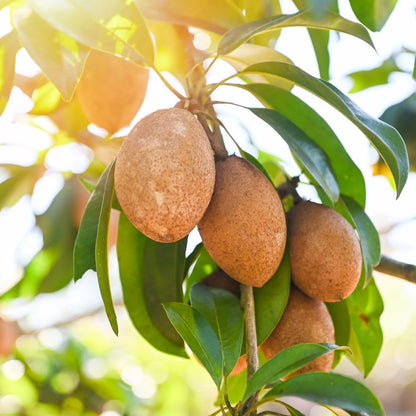 Sapodilla Tree Live Plant 2 to 3 Feet, in 3 Gallon Pot, Sapodilla Plant Live, No Shipping to CA