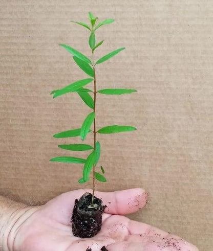 2 Parfianka Pomegranate Live Starter Plants – 4-8 Inches Tall – Punica granatum – Sweet-Tart Red Fruit – Cold Hardy, Self-Fruitful