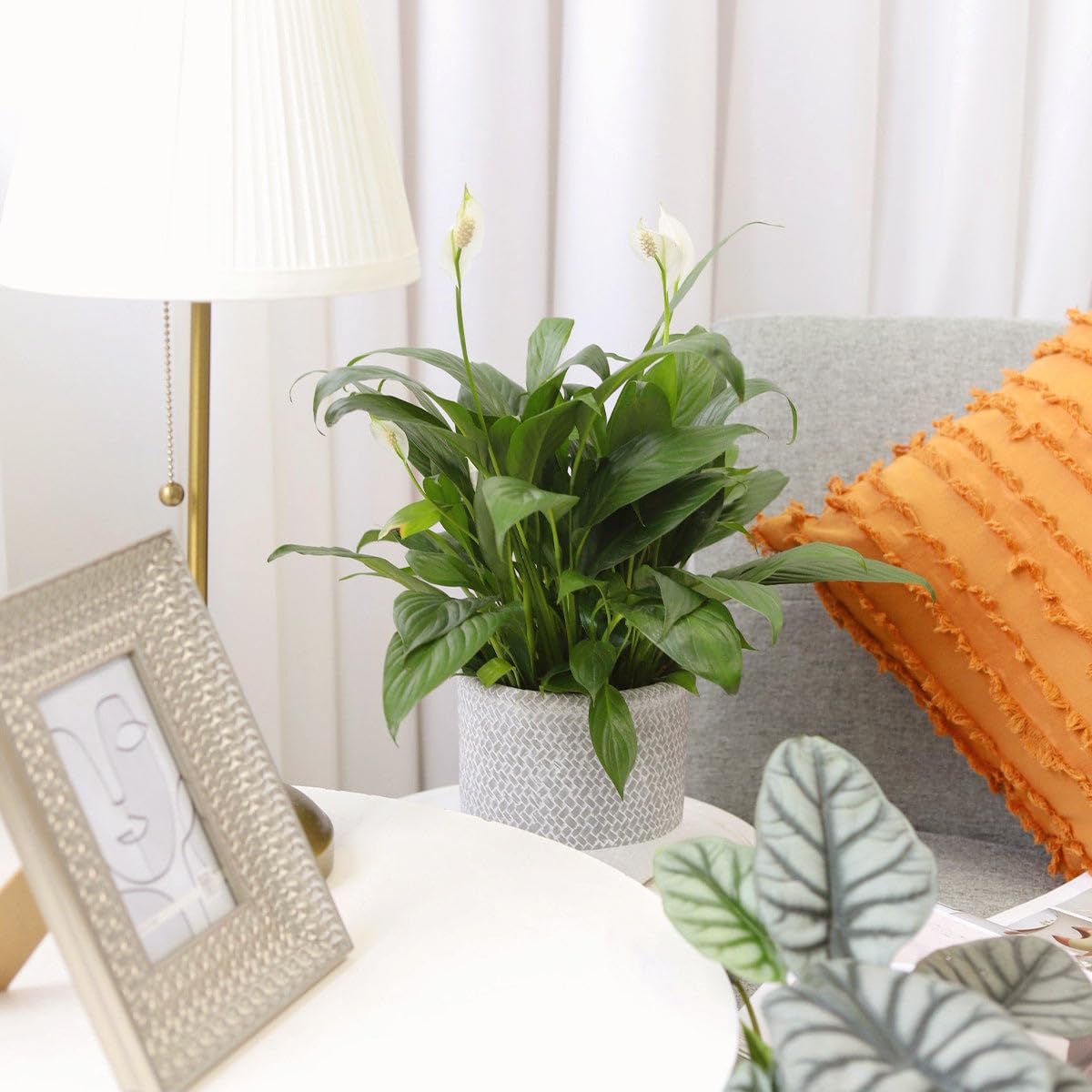 Live Indoor Flowering Houseplants, Spathiphyllum Green Peace Lily in 4" Grower Pot, Easy Care Plants