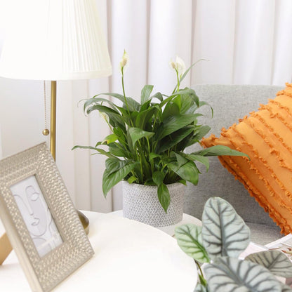 Live Indoor Flowering Houseplants, Spathiphyllum Green Peace Lily in 4" Grower Pot, Easy Care Plants