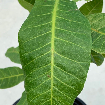 Live Plant - Cashew Nut/Pajuil (Anacardium Occidentale) Tropical Fruit Tree 12”-18” Big