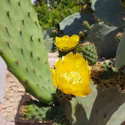 Green Prickly Pear Cactus Plant Live, Prickly Pear Cactus Live Plant Pot for Gardening