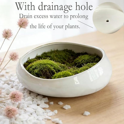 FANFANJIA Modern Ceramic Succulent Pot with Drainage – Indoor Plant Pots, Artistic Design Flower Pots for Home, Office, Weddings & Party Décor