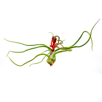 ragnaroc Air Plants - Flowering Tillandsia Bulbosa Belize, Giant 7-9" - 2ct - Live Arrival Guaranteed - House Plants for Home Decor & Gift