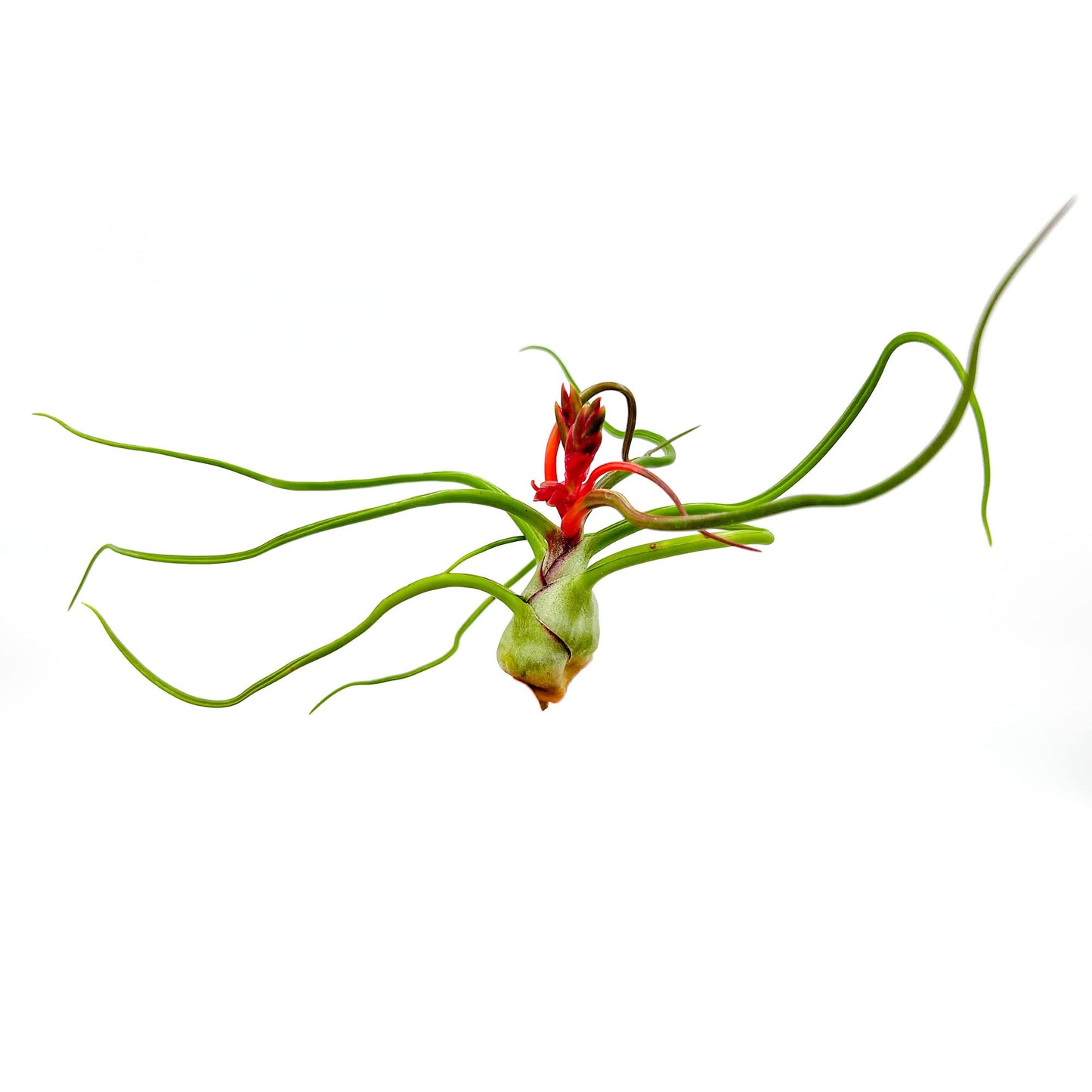ragnaroc Air Plants - Flowering Tillandsia Bulbosa Belize, Giant 7-9" - 5ct - Live Arrival Guaranteed - House Plants for Home Decor & Gift