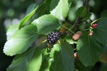Live Plant - Red Mulberry Tree - 6-12" Tall - Live Fruit Plant - Bareroot Seedling