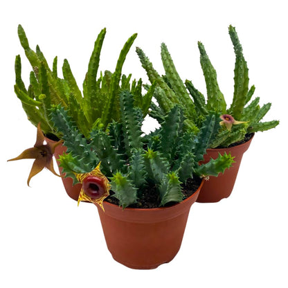BubbleBlooms Huernia Stapelia Assortment 3 Different stapelias in 4 inch pots Grower's Choice May Include Lifesaver, Red Dragon, Black Bells