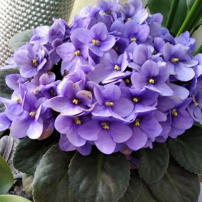 African Violets Live Plants, African Violet Plant Live in 4 Inches Pot, Violets Flowers Houseplant, 4-7 Inches Tall for Home Office Decor (Light Purple)
