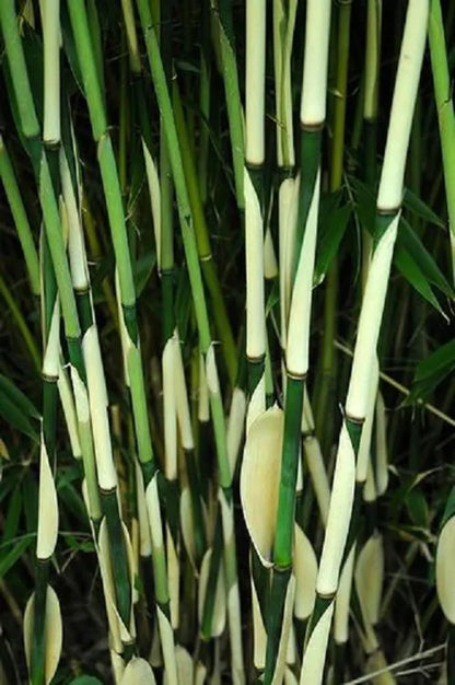 50 Fargesia Bamboo Seeds Perennial Ornamental Seed Privacy