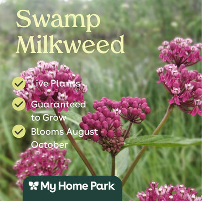 Swamp Milkweed 6 Live Plants (Asclepias incarnata) – Native Perennial Wildflower for Pollinator & Rain Gardens, Attracts Monarch Butterflies, Ideal for Wet Areas, Full Sun Landscaping Plant