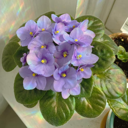 African Violets Live Plants, African Violet Plant Live in 4 Inches Pot, Violets Flowers Houseplant, 4-7 Inches Tall for Home Office Decor (Light Purple)