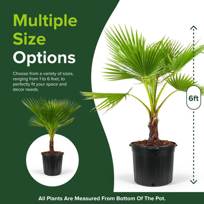 Washington Palm, Mexican Fan Palm Tree - Fast-Growing, Cold Hardy Tropical Live Plant - Drought Tolerant, Low Maintenance - Ideal for Gardens, Patios, and Indoor Spaces (3gal Pot, 3-4ft)