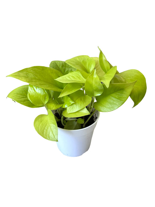 Hopewind Plants Shop Pothos Live Indoor Plant, 4 inch Pot, Variegated White and Green Leaves - Easy to Care for - Perfect for Indoor and Outdoor Home Decor, Office, and Gift (Neon Pothos)
