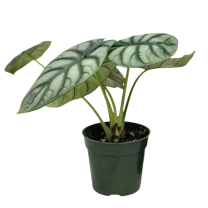 Alocasia Silver Dragon Live Plant - Rare Tropical Houseplant with Stunning Silver Foliage, Easy Care Indoor Plant for Home Décor, Office Spaces, and Unique Gifts (Heat Pack Included)
