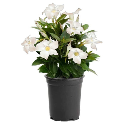American Plant Exchange Dipladenia Bush 'White', 6-Inch Pot, Continuous Blooms, Easy-to-Care Live Plant for Indoor & Outdoor Use, Flowering Shrub Perfect for Landscapes, Container Gardens & Patios