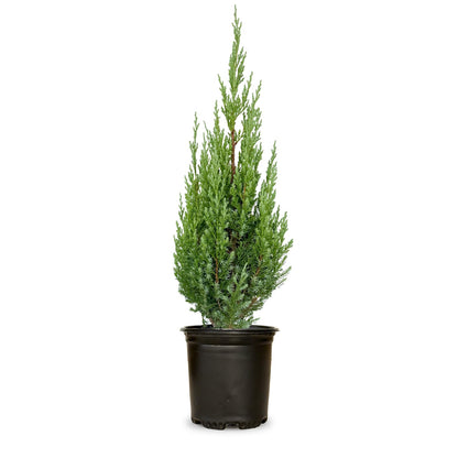 Plants by Mail Blue Point Juniper (Tree, Bush, Evergreen, Fragrant), 2.5 Quart