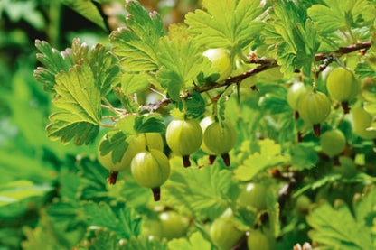Indian Amla Seeds for Planting, Easy to Grow & High Yield, Home Garden Gooseberry Seeds, Suitable for Pots & Outdoors, Nutrient-Rich & Hardy Variety, Ideal for All Climates, Fast Germination