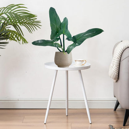 LEAL PLANTS ECUADOR Philodendron Hastatun 'Silver Sword', Stunning Metallic Sheen & Elegant Climbing Habit,Tropical Houseplant, Perfect for Home Decor, Unique Gift for Plant Lovers