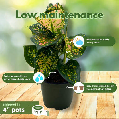 BubbleBlooms Aglaonema Assortment 4 inch Pots Set of 3 Chinese Evergreen
