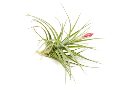 Tillandsia Leonamiana Air Plant - Wholesale and Bulk - Succulents - Live Tillandsia - Easy Care Indoor and Outdoor House Plants (Single)