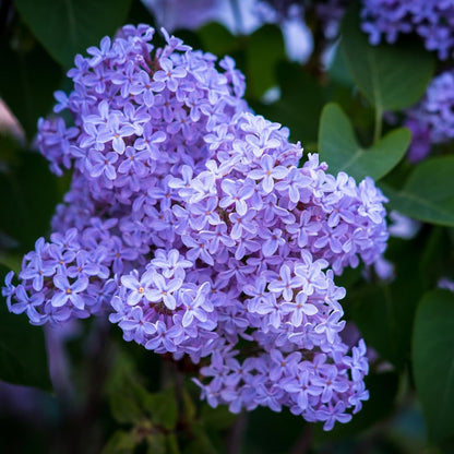 2 Lilac Trees Live Plants, 1 Year Old Well-Rooted Purple Syringa Bushes Seedling,6 to 12 Inches Tall, Fragrant, Zones 3-7