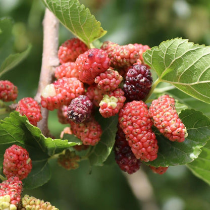 Red Mulberry Fruit Plant Live 6-8 Inches Tall, Sweet Mulberry Live Plant for Planting Outdoor Garden