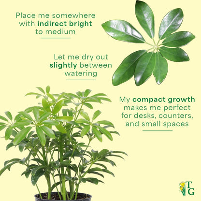 Thorsen's Greenhouse Live Arboricola Umbrella Tree Plant, Schefflera Arboricola, Natural Air Purifier, Easy to Grow, Live Indoor Houseplant, 4-inch Diameter (Copper)
