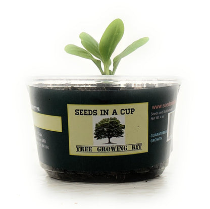 Seeds In A Cup: Tree Grow Kit | Easy to use | Educational | Memorial Gift | Plant It for The Planet | Grow Your Own Tree |Wide Selection to Choose from (Apricot)