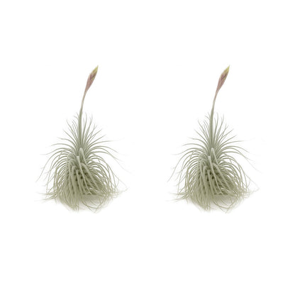 ragnaroc Live air Plant - Tillandsia Tectorum Air Plant 4-6" – 2ct – Unique Shape with Silvery Fuzz – Low Maintenance Houseplant – Perfect for Decor, Terrariums, Gifts - Live Arrival Guaranteed