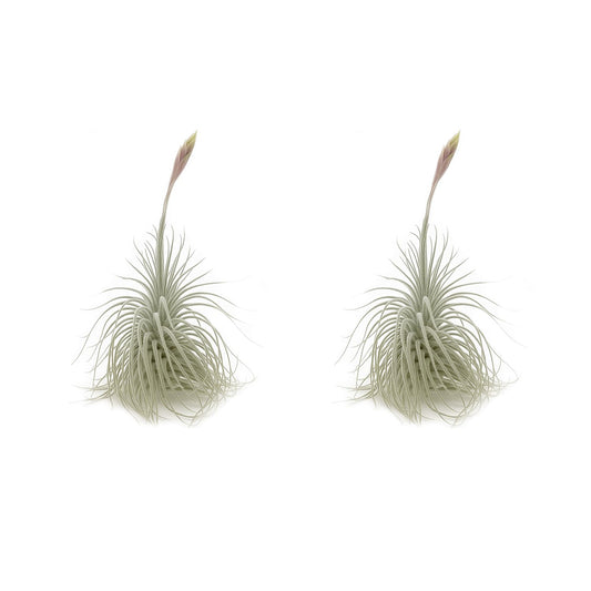ragnaroc Live air Plant - Tillandsia Tectorum Air Plant 4-6" – 2ct – Unique Shape with Silvery Fuzz – Low Maintenance Houseplant – Perfect for Decor, Terrariums, Gifts - Live Arrival Guaranteed
