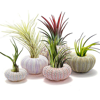 shenruifa 5PCS Air Plants Holder, Mini Sea Urchin Shell Hanging Pot Decorative Cute Succulent Display Container with Rustic Ropes for Home Garden Wall Decor