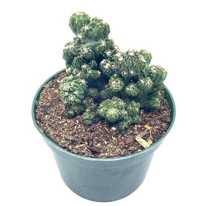 BubbleBlooms Crested Cereus Cactus in a 6 inch Pot Peruvian Apple Cactus, Repandus, uruguayanus, Hedge Cacti