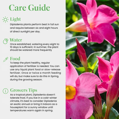 American Plant Exchange Dipladenia Bush 'Pink', 6-Inch Pot, Continuous Blooms, Easy-to-Care Live Plant for Indoor & Outdoor Use, Flowering Shrub Perfect for Landscapes, Container Gardens & Patios