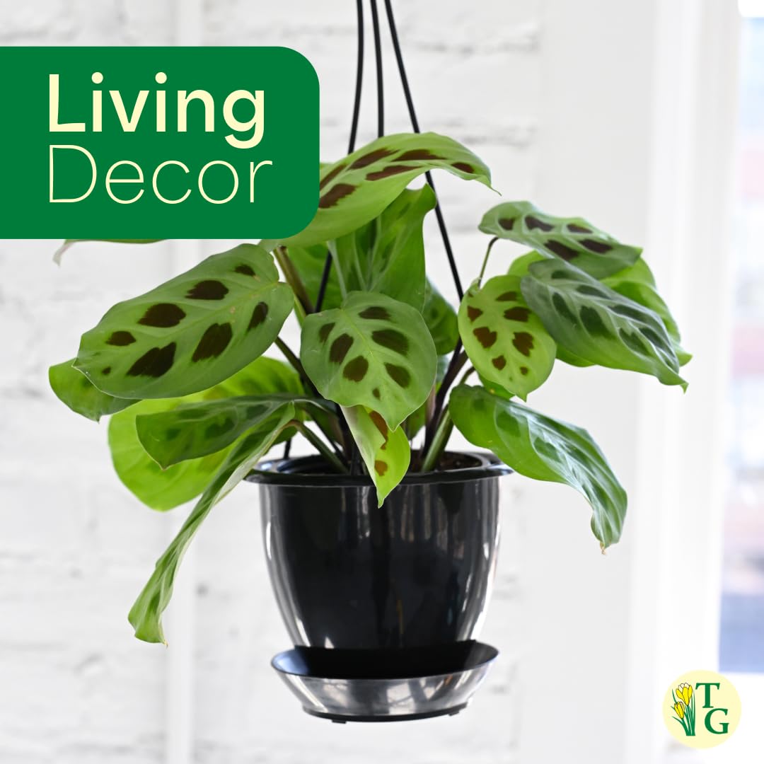 Thorsen's Greenhouse Green Prayer Plant, Live Indoor Plant, Pet Friendly, Uncommon Houseplant, Green Maranta, Easy to Grow, 4" Diameter Pot (Nursery Pot)